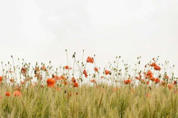 Wildflowers